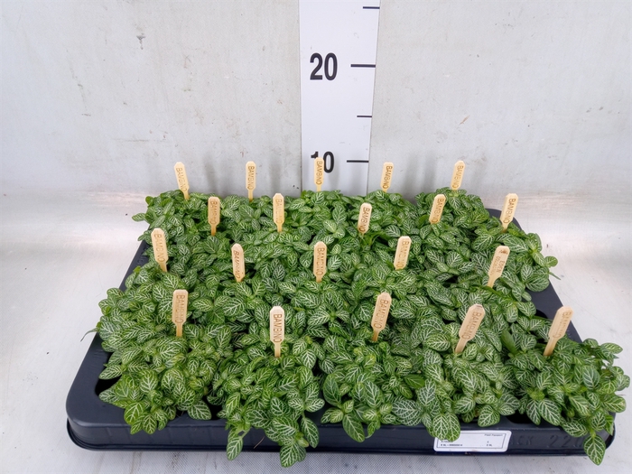 <h4>Fittonia verschaf.</h4>