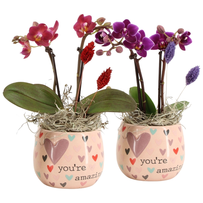 <h4>21586: Lovess arrangement</h4>