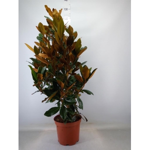 Magnolia grandiflora