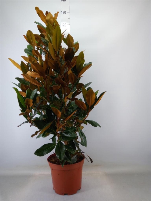 <h4>Magnolia grandiflora</h4>
