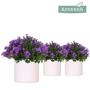 Campanula portenschlagiana Ambella Intens Purple