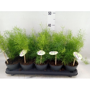 Asparagus dens. 'Sprengeri'