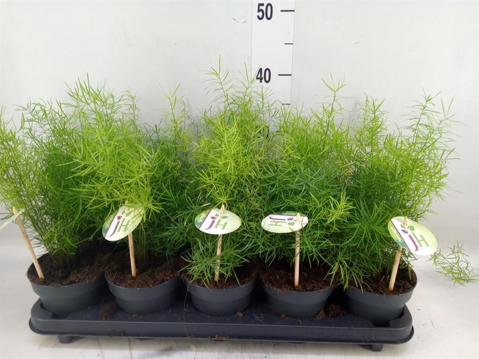 <h4>Asparagus dens. 'Sprengeri'</h4>