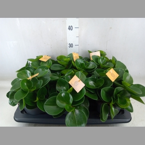 Peperomia obt. 'Green Gold'