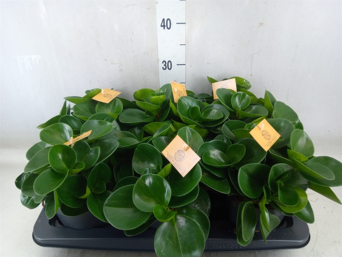 <h4>Peperomia obt. 'Green Gold'</h4>