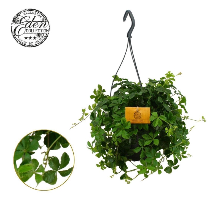 <h4>Parthenocissus Striatha 15cm HP</h4>