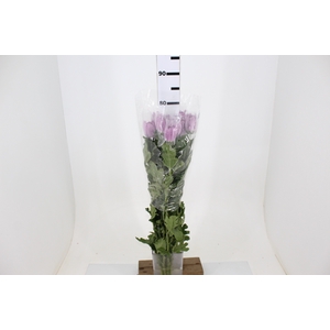 ANASTASIA LILAC 070 CM LILAS