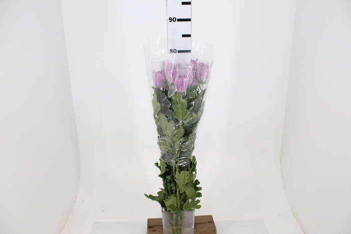ANASTASIA LILAC 070 CM LILAS