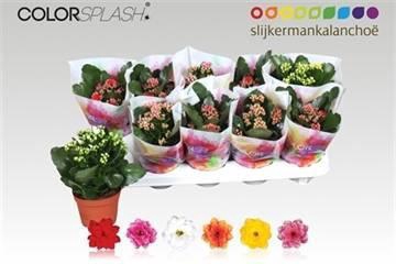 <h4>KAL GE GEM 6 KL</h4>