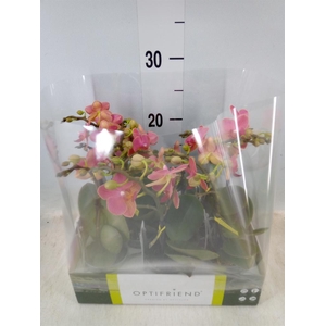 Phalaenopsis multi.   ...orange