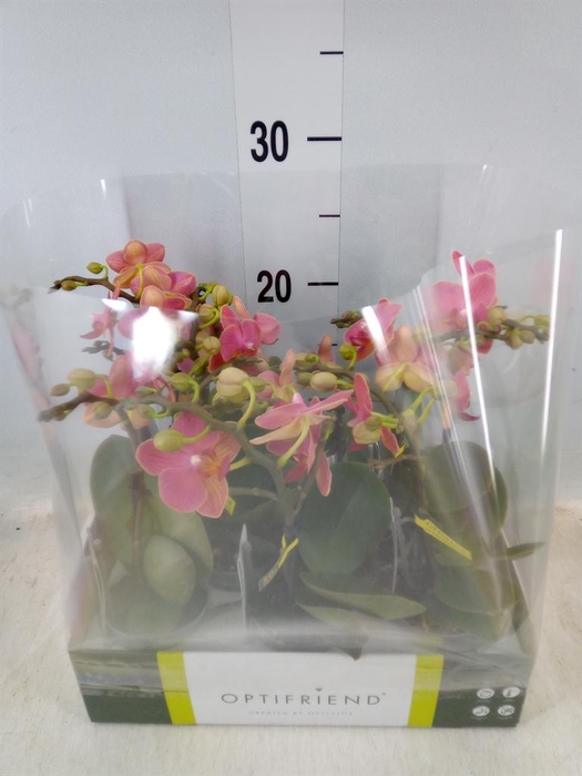 <h4>Phalaenopsis multi. ...orange</h4>