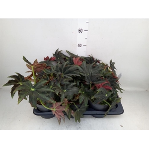 Begonia BD   ...