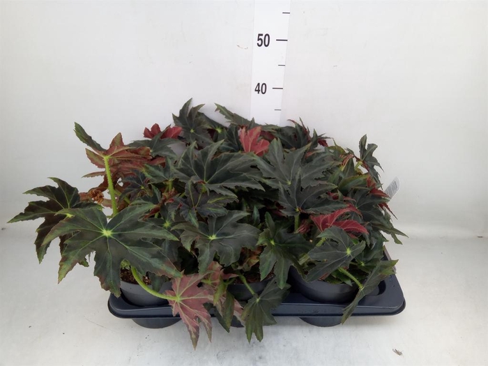 <h4>Begonia BD   ...</h4>