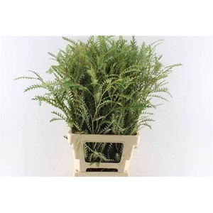 GREVI IVANHOE BRONZE