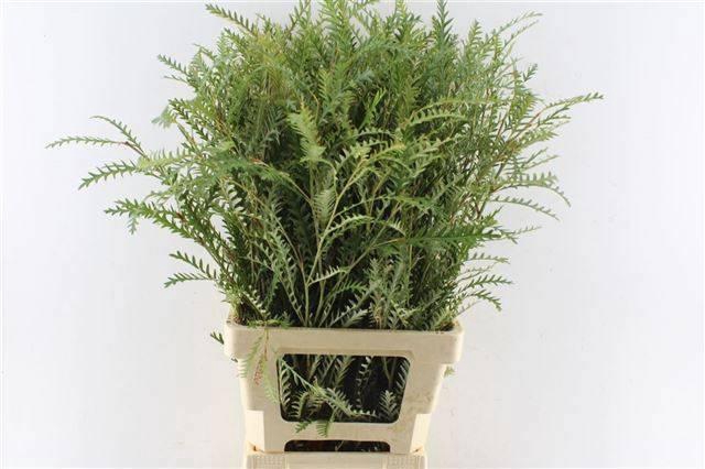 <h4>GREVI IVANHOE BRONZE</h4>