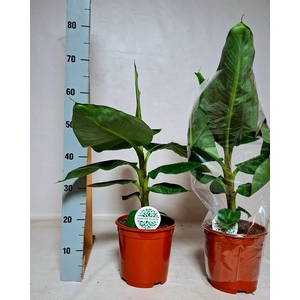 MUSA DWARF CAVENDISH