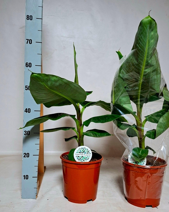 <h4>MUSA DWARF CAVENDISH</h4>