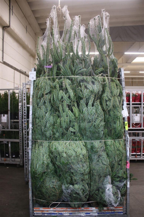 <h4>Abies Nordmanniana Gezaagd</h4>