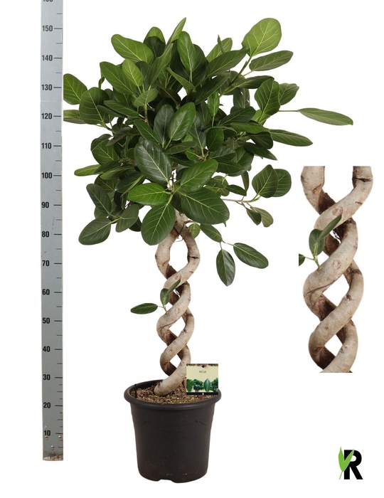 <h4>FICUS BENG AUDREY</h4>