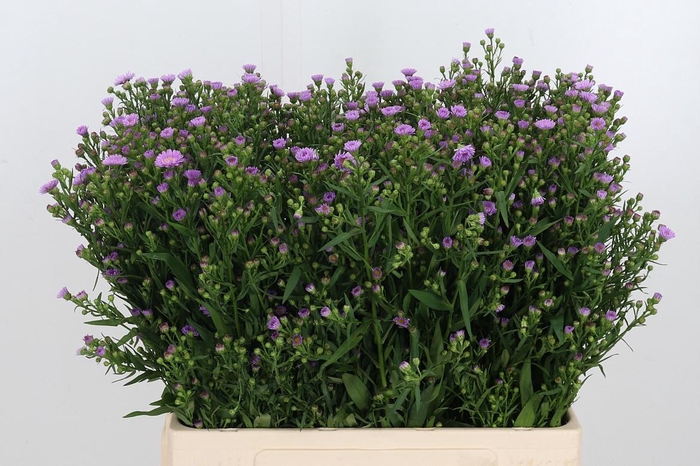 <h4>Aster Painted Lady</h4>