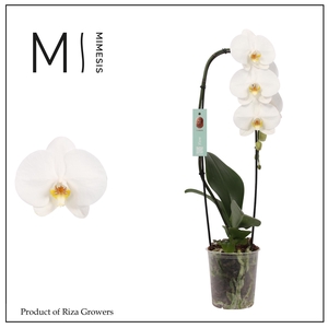 Phalaenopsis Flow Tokyo 1 spike - 12cm | Mimesis