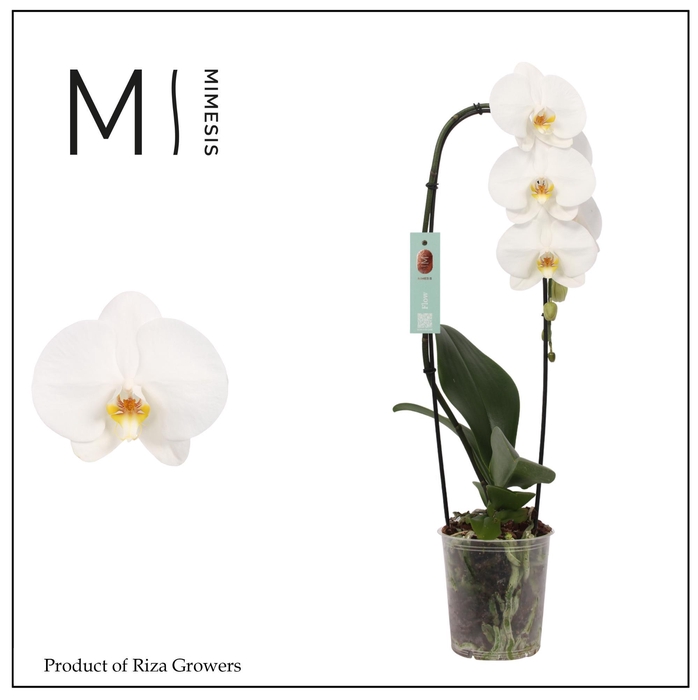 <h4>Phalaenopsis Flow Tokyo 1 spike - 12cm | Mimesis</h4>