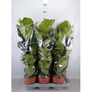 Ficus lyrata