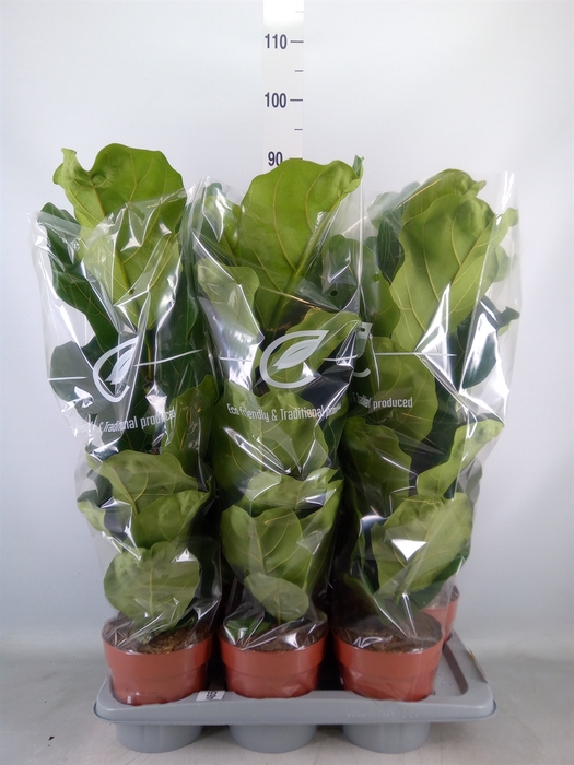 <h4>Ficus lyrata</h4>