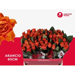 R GR ARANCIO@