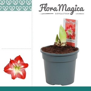 Amaryllis Exotic Striped 2 Knop