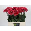 Dahlia Salmon Runner
