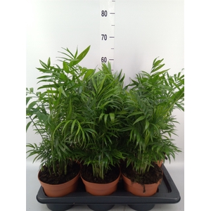 Chamaedorea elegans