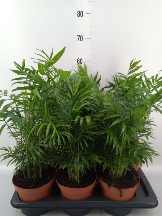 <h4>Chamaedorea elegans</h4>