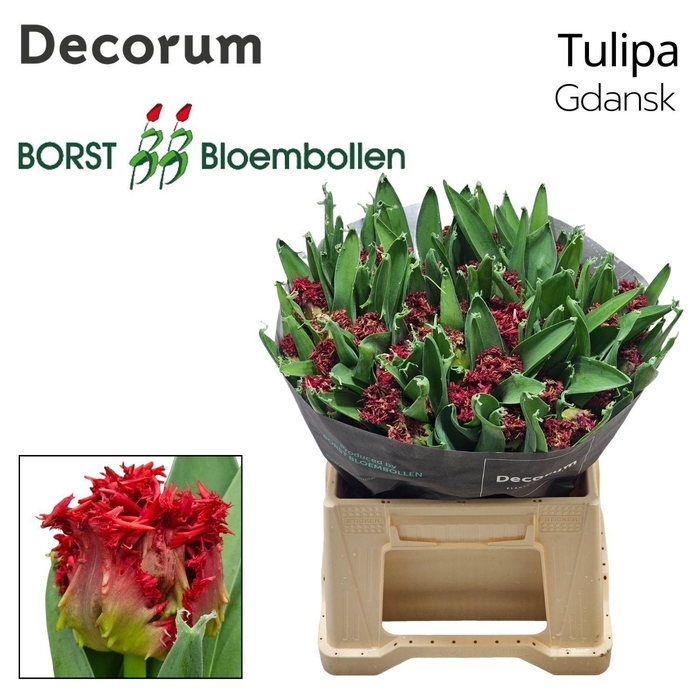 <h4>TU FR GDANSK</h4>