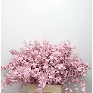 Euca Klb Cinerea Roze
