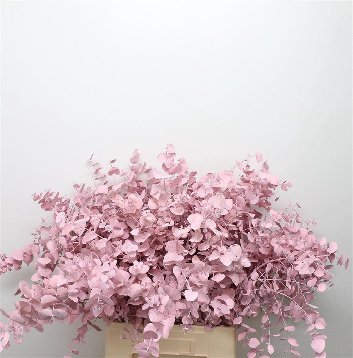 <h4>Euca Klb Cinerea Roze</h4>