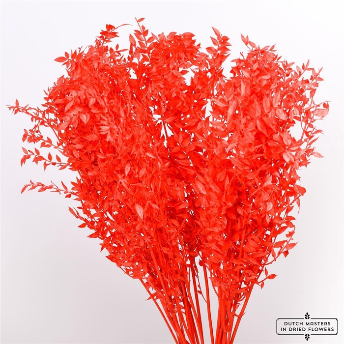 <h4>Pres Ruscus Red P Stem</h4>