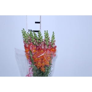 BOCA DE LEAO LARANJA 070 CM