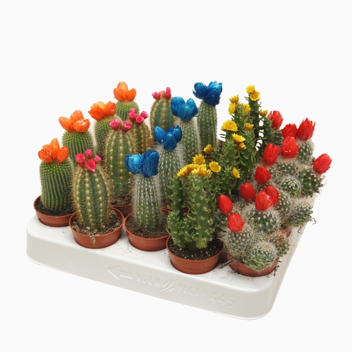 Cactus