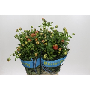 Ranunculus Butterfly Uranus