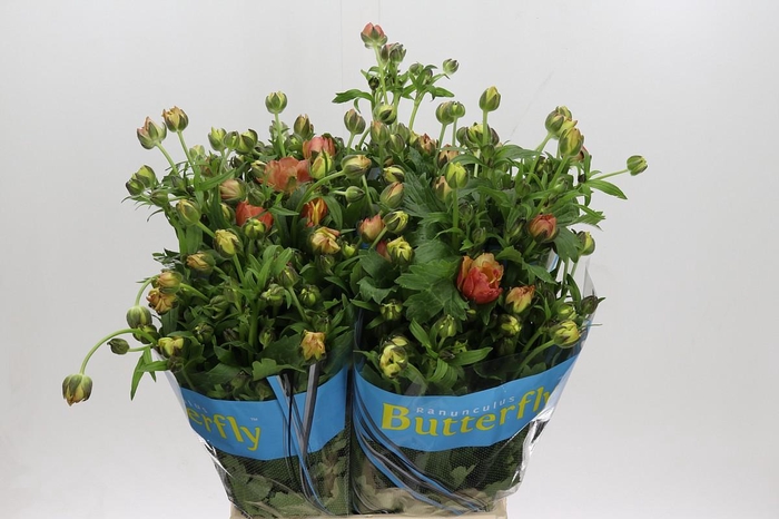 <h4>Ranunculus Butterfly Uranus</h4>