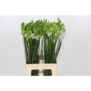 Ornithogalum Thyrsoides BIG WHITE