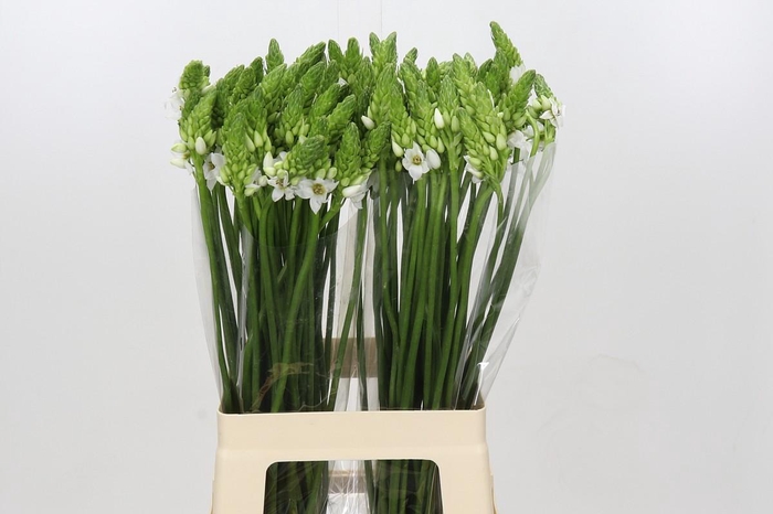 <h4>Ornithogalum Thyrsoides BIG WHITE</h4>