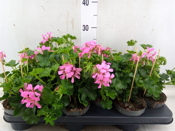 <h4>Pelargonium pelt.   ...</h4>