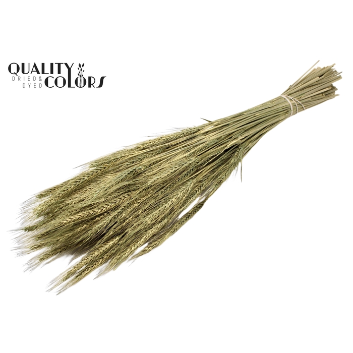 <h4>Triticale per bunch Antique Green</h4>