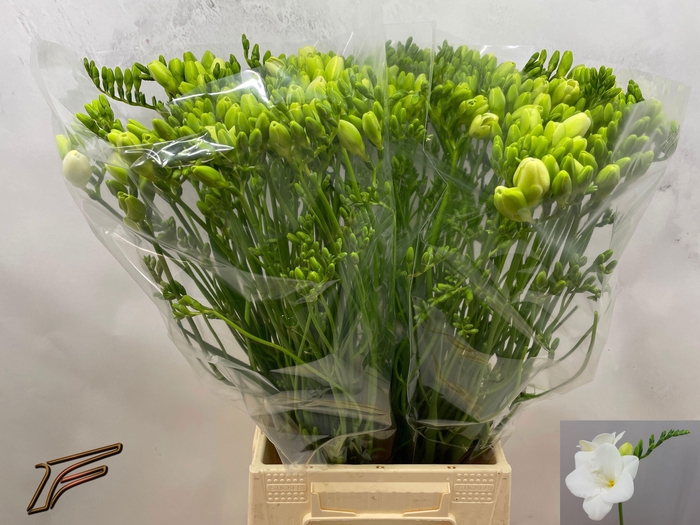 <h4>FR EN CORVETTE</h4>