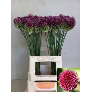Allium sphaerocephalon (bullit)