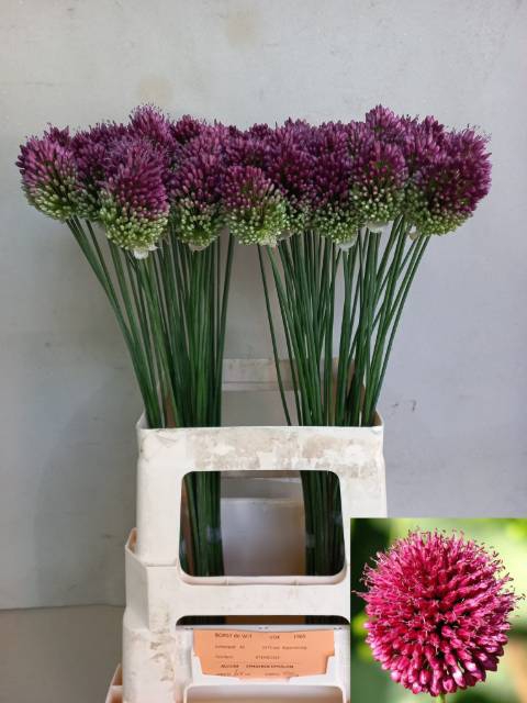 <h4>Allium sphaerocephalon (bullit)</h4>
