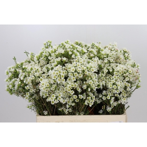 Chamelaucium Marlene