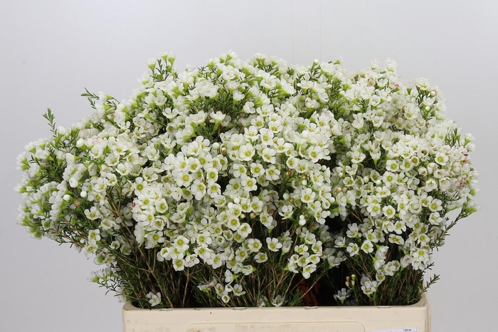 <h4>Chamelaucium Marlene</h4>